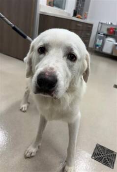 MARSHALL -  Great Pyrenees Dog for Adoption in Baytown, Texas - MARSHALL | PetCurious