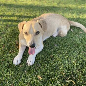 Freddie the Tripod -  Labrador Retriever and Chihuahua Dog for Adoption in Escondido, California - Freddie The Tripod | PetCurious