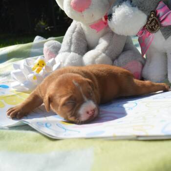 Daisy Pup 3 -  Retriever Dog for Adoption in Enterprise, Alabama - Daisy Pup 3 | PetCurious