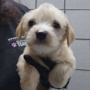 Retriever Dogs Available for Adoption - Lupita | PetCurious