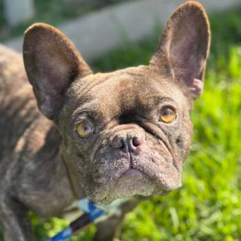 Padme -  French Bulldog Dog for Adoption in Goleta, California - Padme | PetCurious