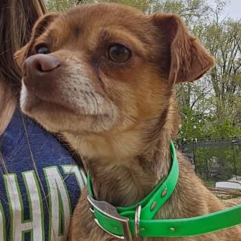 Percy -  Chihuahua and Mixed Breed Dog for Adoption in Idaho Falls, Idaho - Percy | PetCurious