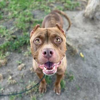 Praline -  American Staffordshire Terrier Dog for Adoption in Turlock, California - Praline | PetCurious