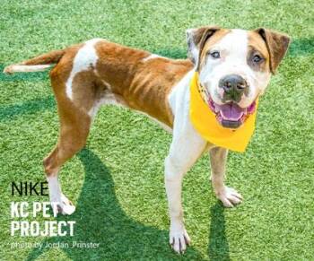 Pit Bull Terrier and Mixed Breed Dogs Available for Adoption in Kansas City, Missouri - Nike | PetCurious