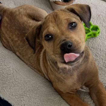 Rescue Mixed Breed Dogs for Adoption in Savannah, Georgia - Pua | PetCurious