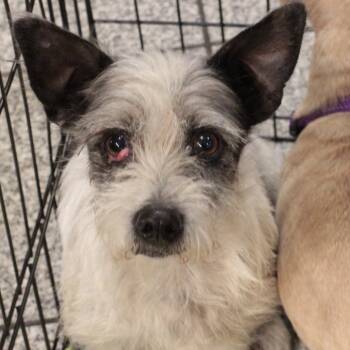 Rescue Terrier Dogs for Adoption in San Francisco, California - Milky Way | PetCurious