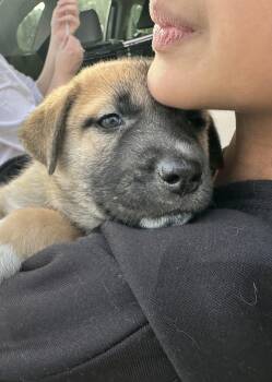 Husky Dogs Available for Adoption - Cliff | PetCurious