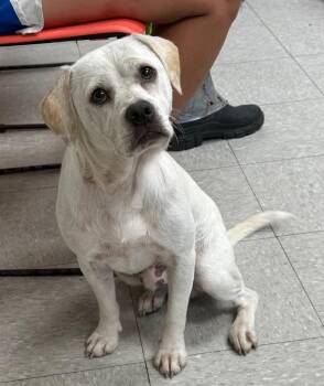 McLendon -  Pug and Beagle Dog for Adoption in Sorrento, Louisiana - McLendon | PetCurious