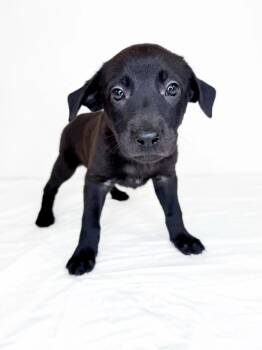 Amity -  Australian Cattle Dog Blue Heeler Dog for Adoption in Bixby, Oklahoma - Amity | PetCurious
