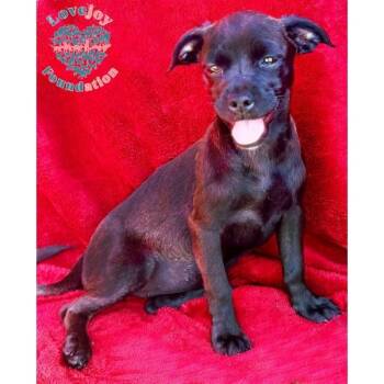 Doc -  Chug Dog for Adoption in Inglewood, California - Doc | PetCurious