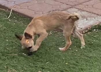 Mia -  Miniature Poodle and Chihuahua Dog for Adoption in Fallbrook, California - Mia | PetCurious