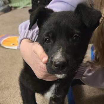 Rescue Husky and Labrador Retriever Dogs for Adoption in Bend, Oregon - Missy | PetCurious
