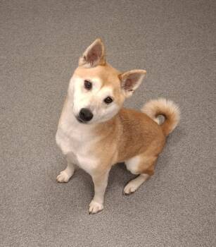 Bailey -  Shiba Inu Dog for Adoption in Sheboygan, Wisconsin - Bailey | PetCurious
