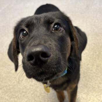 Denver -  Mixed Breed Dog for Adoption in Lansing, Michigan - Denver | PetCurious