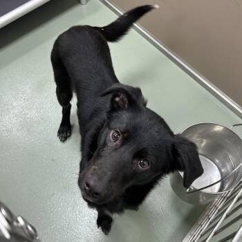 Collie and Mixed Breed Dogs Available for Adoption in Lyndhurst, Virginia - Gizmo | PetCurious