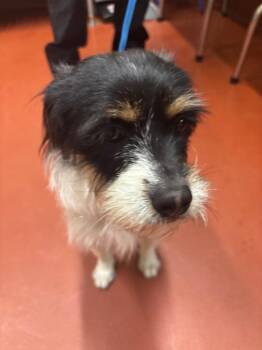 Mixed Breed Dogs Available for Adoption - Pickles | PetCurious