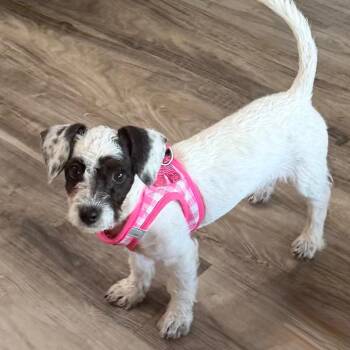 Roberta -  Terrier and Mixed Breed Dog for Adoption in Las Vegas, Nevada - Roberta | PetCurious