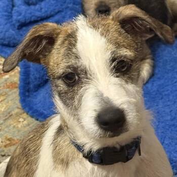 Zoomie -  Terrier and Mixed Breed Dog for Adoption in Corpus Christi, Texas - Zoomie | PetCurious