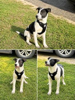 Jack Russell Terrier Dogs Available for Adoption in Holly Springs, Mississippi - Janet Jackson | PetCurious