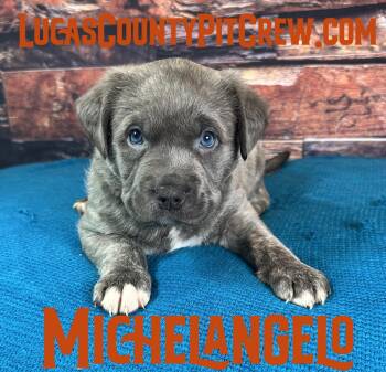 Michelangelo -  American Staffordshire Terrier and American Bully Dog for Adoption in Toledo, Ohio - Michelangelo | PetCurious