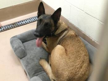 Rescue Belgian Shepherd Malinois and Mixed Breed Dogs for Adoption in Thousand Palms, California - RUSTY | PetCurious