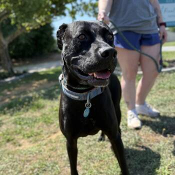 Hilda -  Labrador Retriever Dog for Adoption in Columbia, South Carolina - Hilda | PetCurious