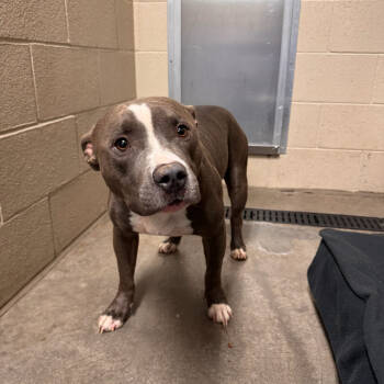 Rescue Pit Bull Terrier Dogs for Adoption in Apache Junction, Arizona - Finley | PetCurious