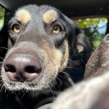 Rescue Shepherd Dogs for Adoption in Palestine, Texas - Blessing | PetCurious