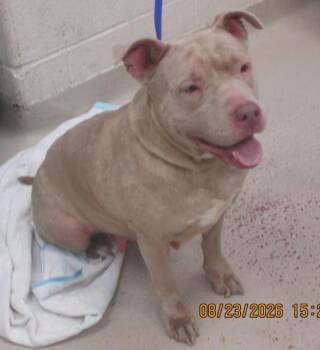 (875) -  Pit Bull Terrier Dog for Adoption in Marietta, Georgia - (875) | PetCurious
