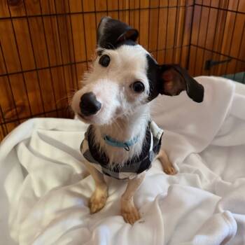 Rescue Jack Russell Terrier Dogs for Adoption in Rockville, Maryland - Zero | PetCurious