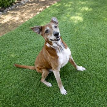 Jack Russell Terrier and Mixed Breed Dogs Available for Adoption in Hopkinton, Massachusetts - Lola | PetCurious