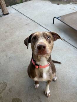 Rescue Catahoula Leopard Dog and Mixed Breed Dogs for Adoption in Louisville, Kentucky - Jewel | PetCurious