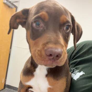 Malek -  Mixed Breed Dog for Adoption in Columbiana, Alabama - Malek | PetCurious
