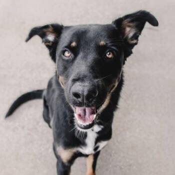 Australian Shepherd and Black Labrador Retriever Dogs Available for Adoption in The Colony, Texas - Clark | PetCurious