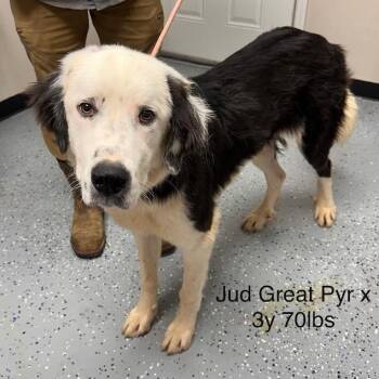 CSTN-Stray-141706 -  Great Pyrenees Dog for Adoption in New Tazewell, Tennessee - CSTN-Stray-141706 | PetCurious