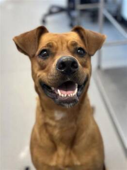 Runie -  Mixed Breed Dog for Adoption in West Chester, Pennsylvania - Runie | PetCurious