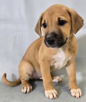 Daffy -  Shar Pei and Mixed Breed Dog for Adoption in Morton Grove, Illinois - Daffy | PetCurious