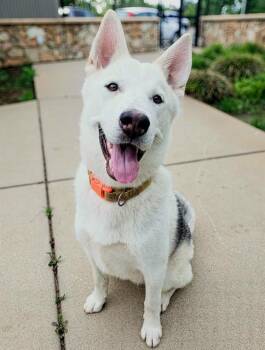 Siberian Husky and Mixed Breed Dogs Available for Adoption in Sacramento, California - POP ROCKS | PetCurious