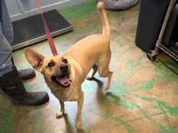Coco Pickle 21 -  Black Mouth Cur Dog for Adoption in Brookhaven, Mississippi - Coco Pickle 21 | PetCurious