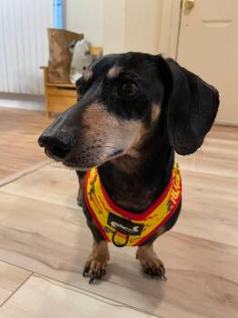 Dachshund Dogs Available for Adoption in Fort Walton Beach, Florida - Blackjack | PetCurious