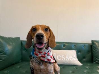 Murphy Macaroni -  Beagle and Mixed Breed Dog for Adoption in Friendswood, Texas - Murphy Macaroni | PetCurious
