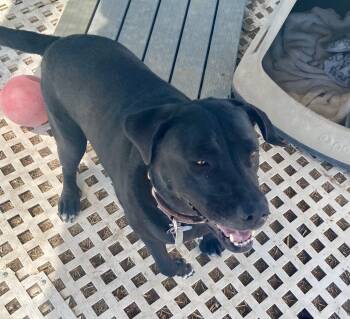 Dakota -  Black Labrador Retriever and Mixed Breed Dog for Adoption in Carson City, Nevada - Dakota | PetCurious