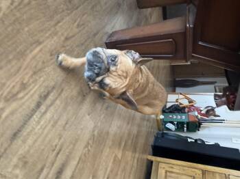 Emmy -  French Bulldog Dog for Adoption in North Freedom, Wisconsin - Emmy | PetCurious