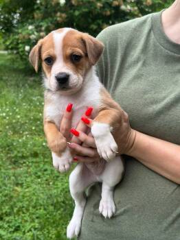 Black Mouth Cur Dogs Available for Adoption in Byrdstown, Tennessee - Rowdy | PetCurious