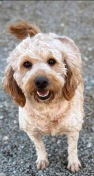 Goldendoodle Dogs Available for Adoption - Hazel | PetCurious