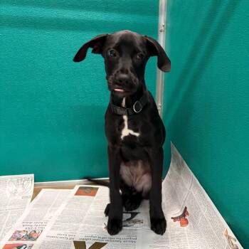 Cranjus McBasketball -  Labrador Retriever Dog for Adoption in San Antonio, Texas - Cranjus McBasketball | PetCurious