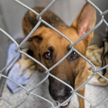 clementine -  Mixed Breed Dog for Adoption in Greenville, South Carolina - Clementine | PetCurious