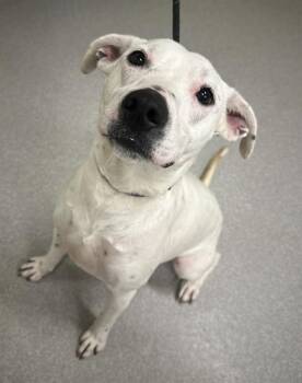 Pit Bull Terrier Dogs Available for Adoption in Indianapolis, Indiana - WINTER | PetCurious