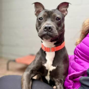 Pit Bull Terrier Dogs Available for Adoption in Fullerton, Pennsylvania - Becky | PetCurious