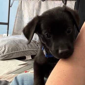 Australian Shepherd Dogs Available for Adoption in Berlin, New Jersey - Prince | PetCurious